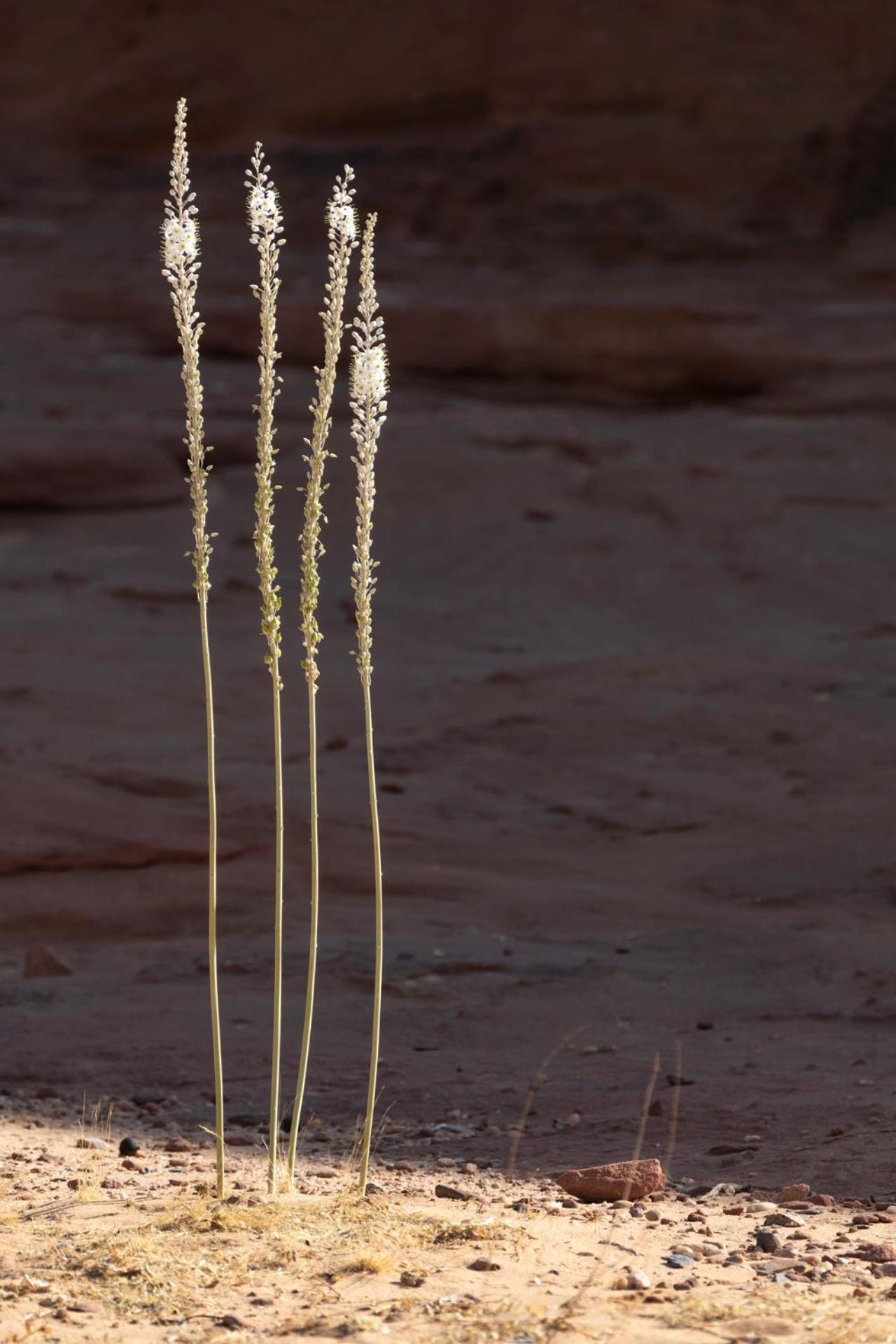 Wadi Rum Camp & Jeep Tour 외부 사진
