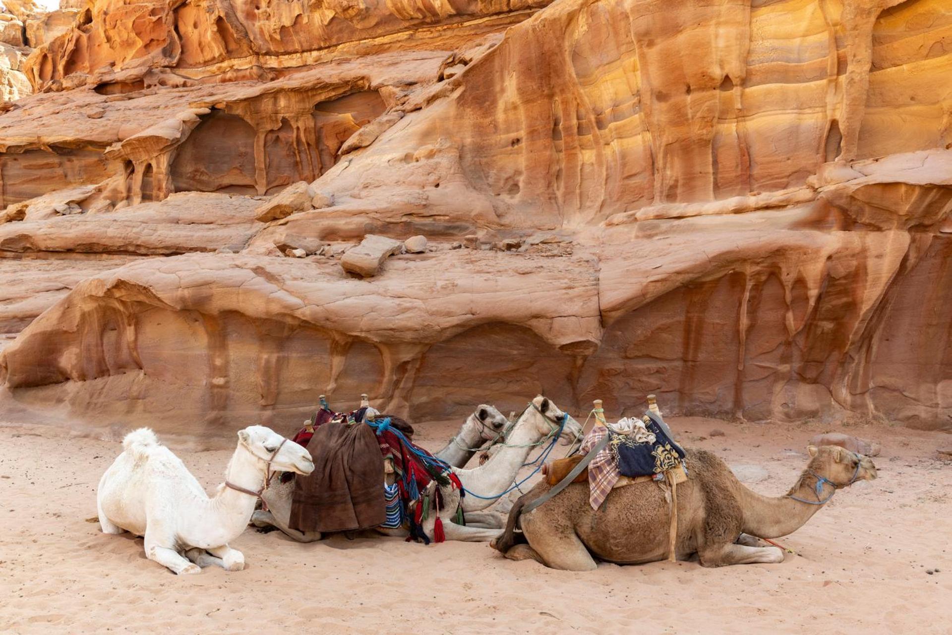 Wadi Rum Camp & Jeep Tour 외부 사진