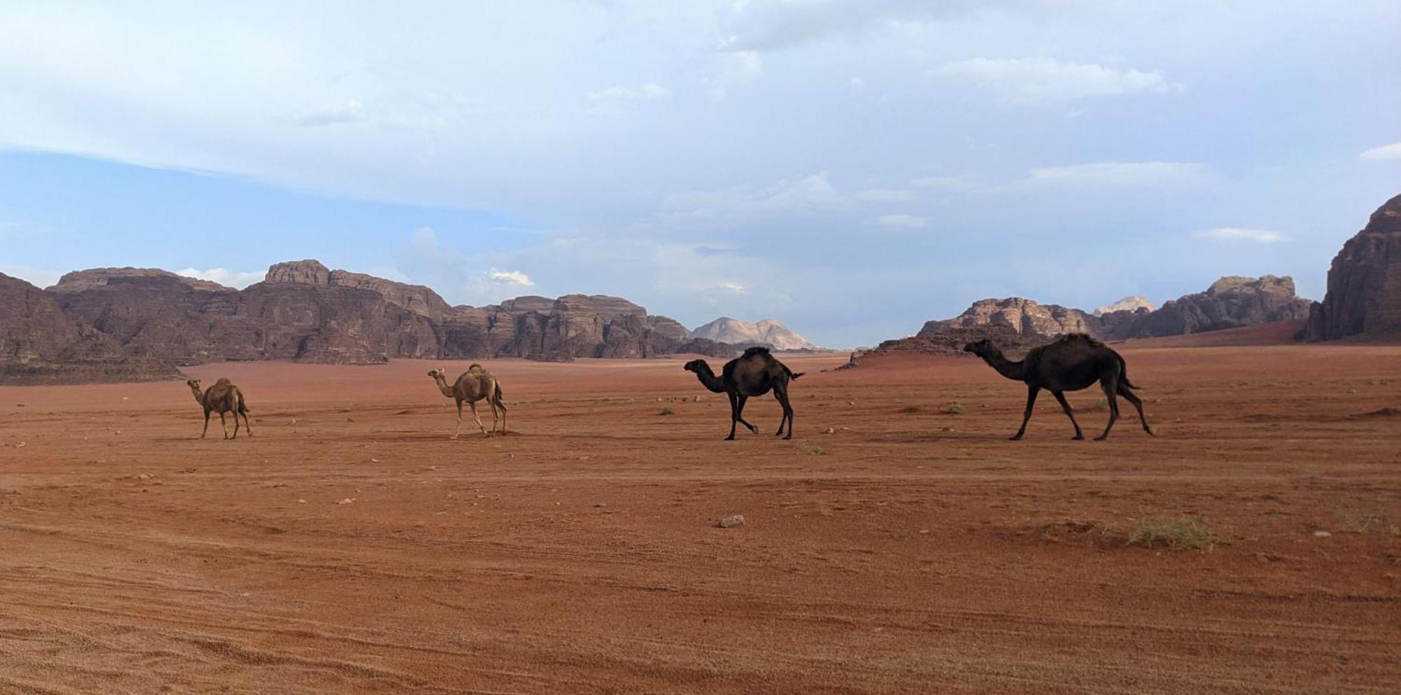 Wadi Rum Camp & Jeep Tour 외부 사진