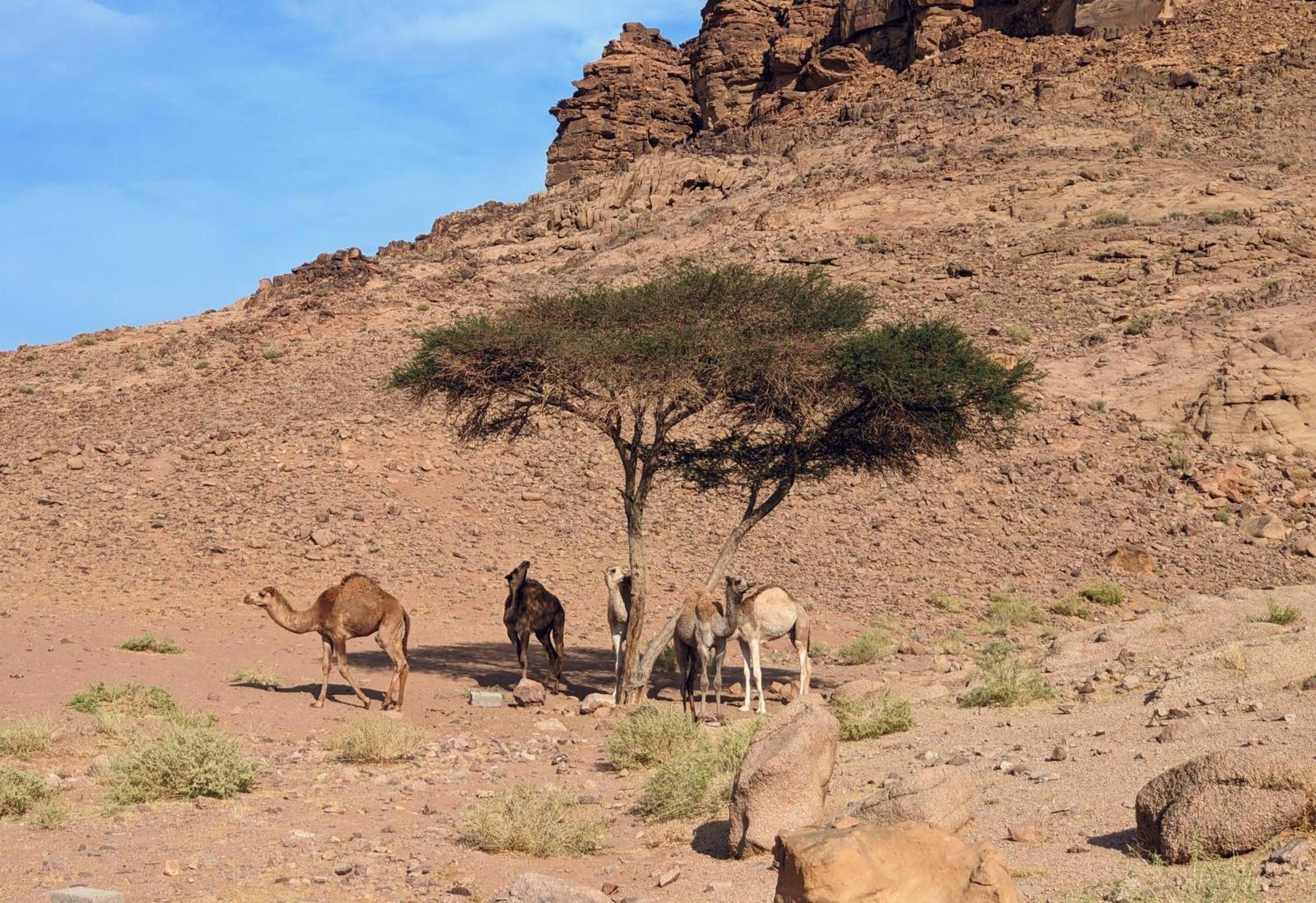 Wadi Rum Camp & Jeep Tour 외부 사진